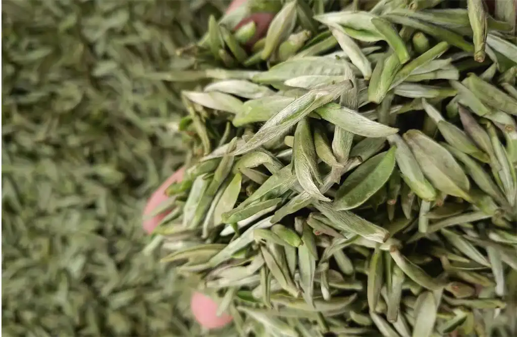 Silver Needle Tea: The Most Difficult to Harvest and the Best Quality ...