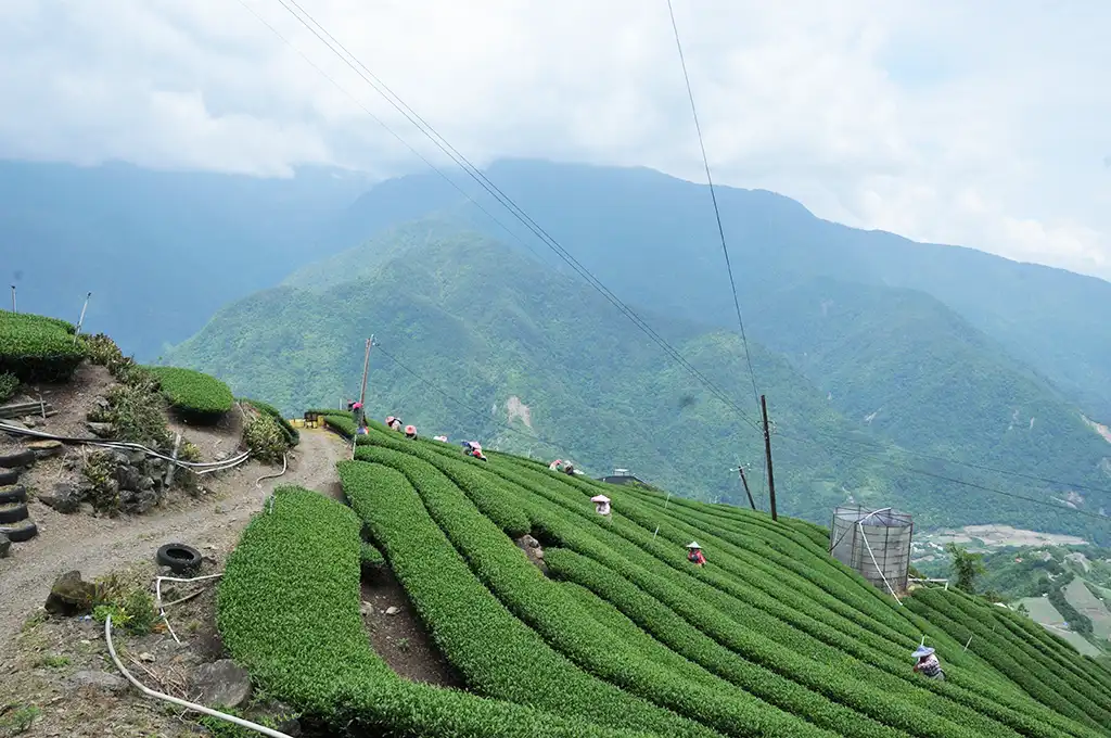 台灣高山茶種類