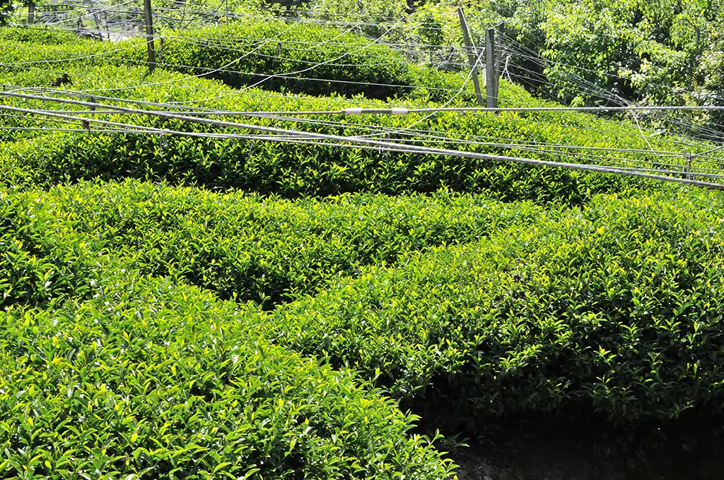 大禹嶺茶價格