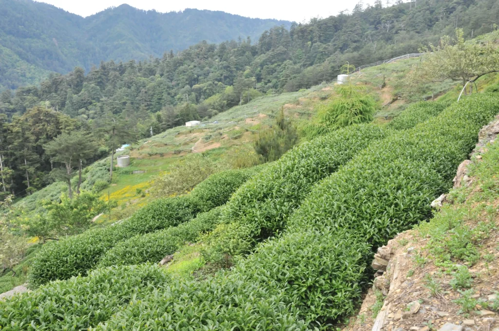 大禹嶺茶區