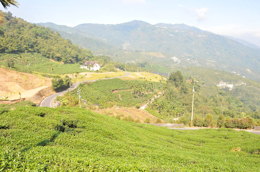 梅山茶區