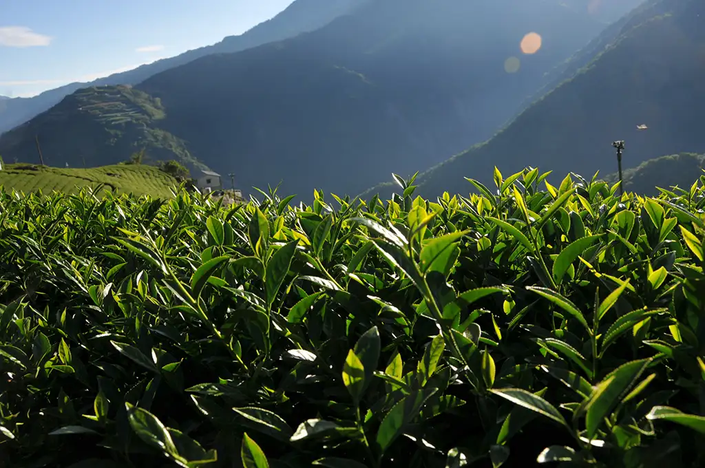 梨山茶葉產季