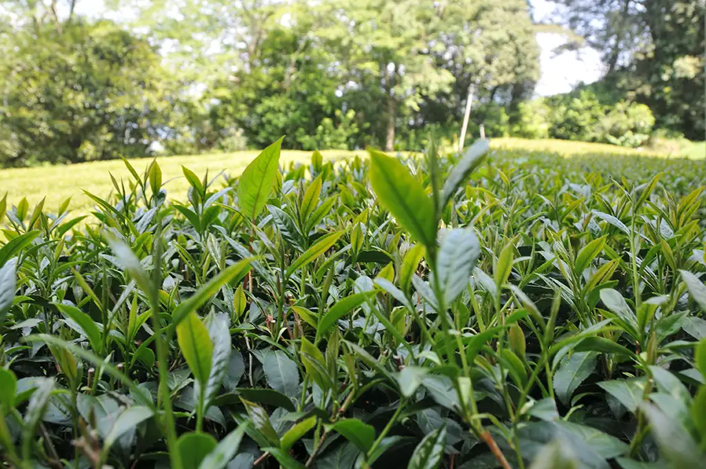 梨山茶葉價格