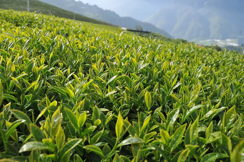 梨山高山茶泡法