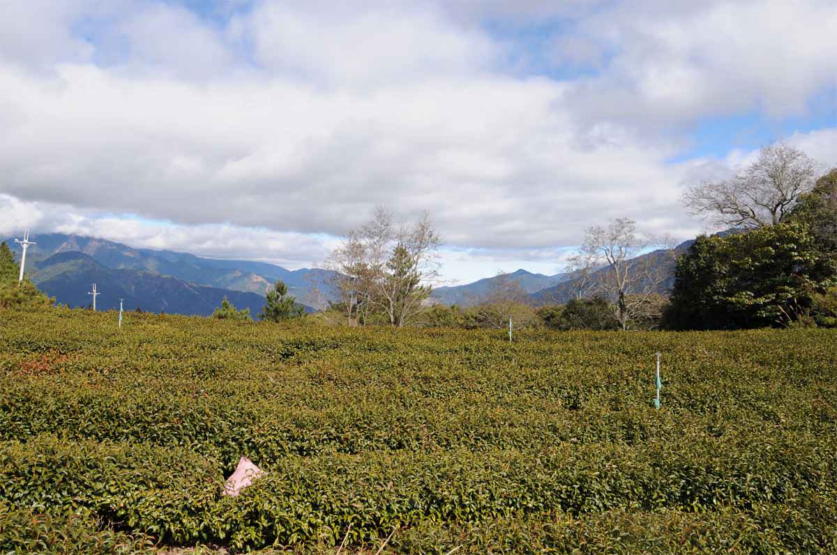 梨山茶園