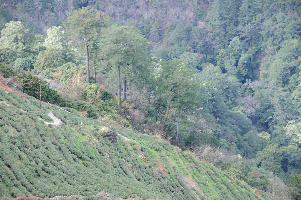 梨山茶園