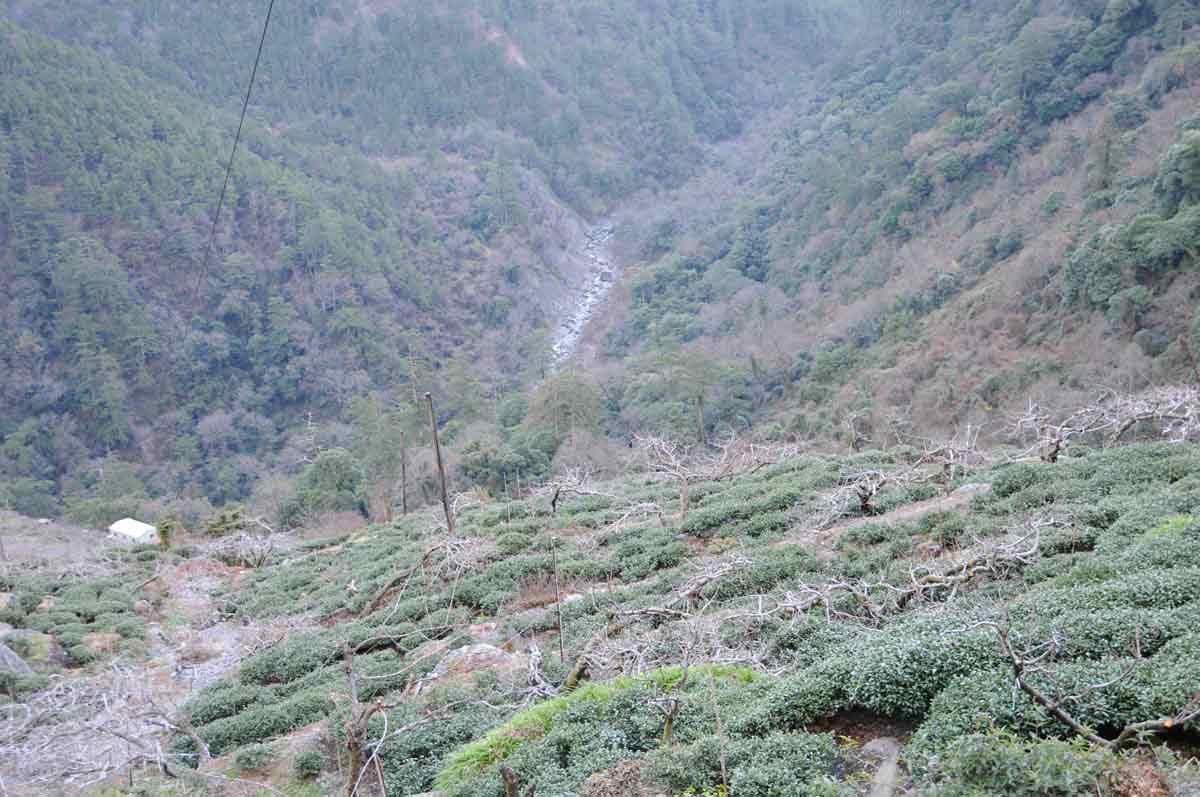 梨山茶園