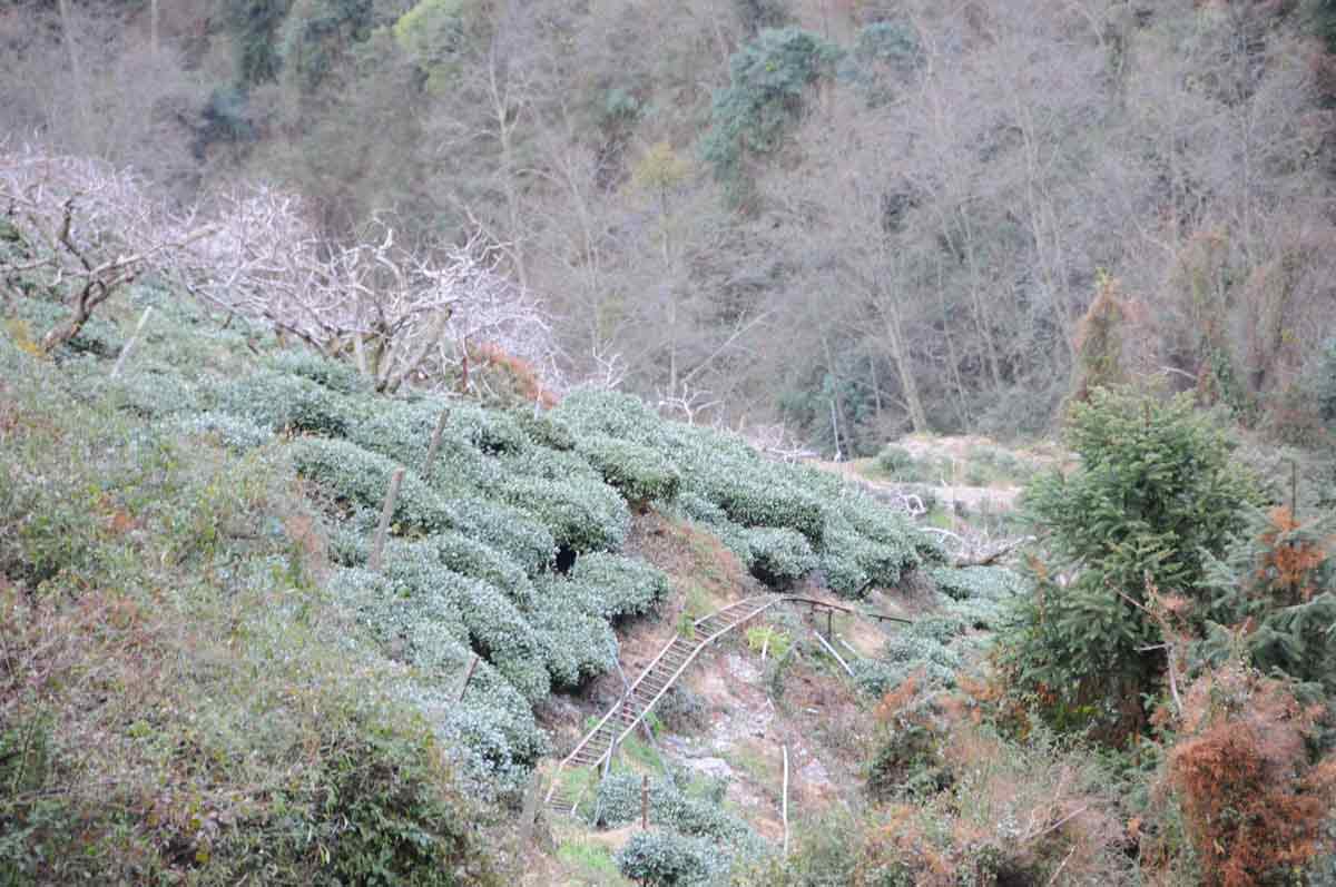 梨山茶園