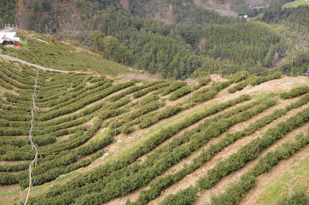 梨山茶介紹