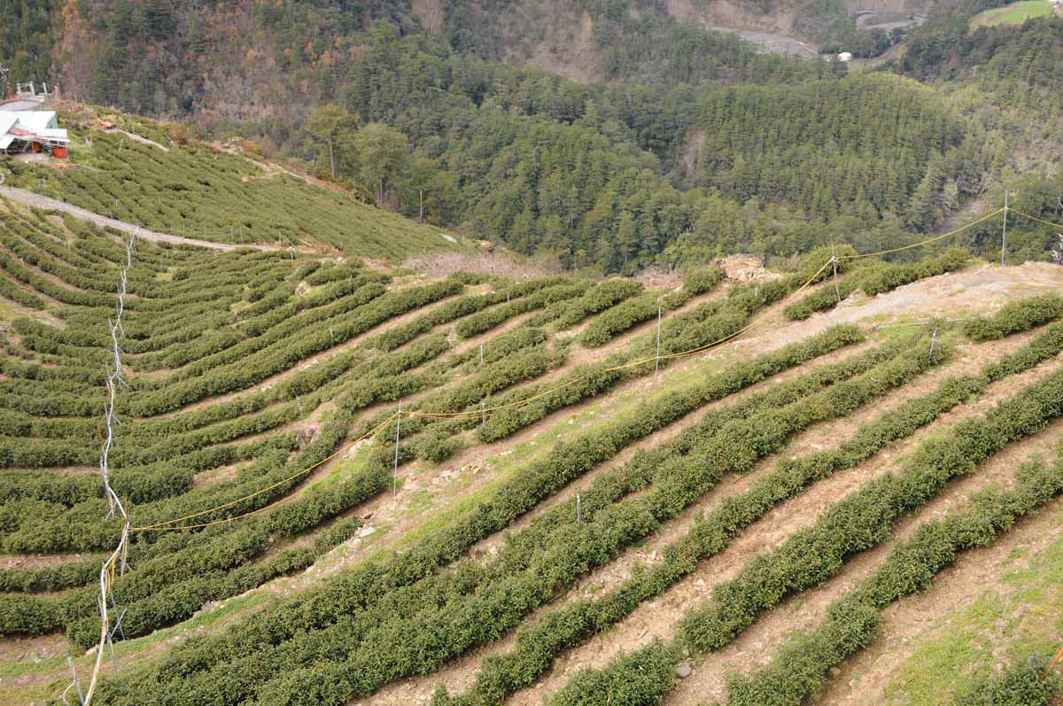 梨山茶園