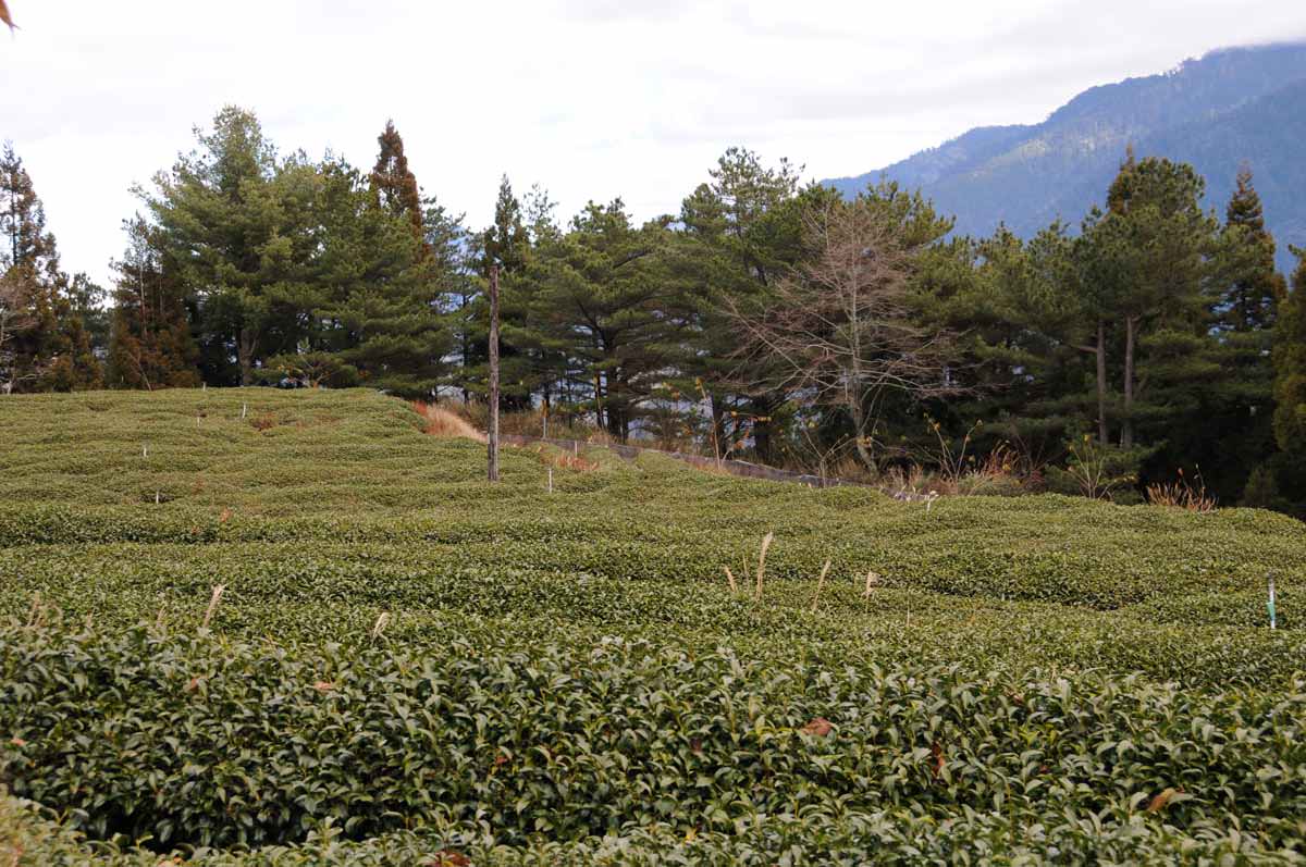 梨山茶園