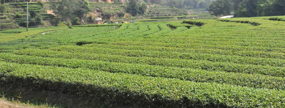 鳳凰水仙茶