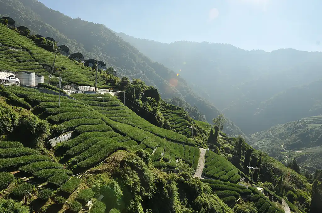 台灣烏龍茶產地