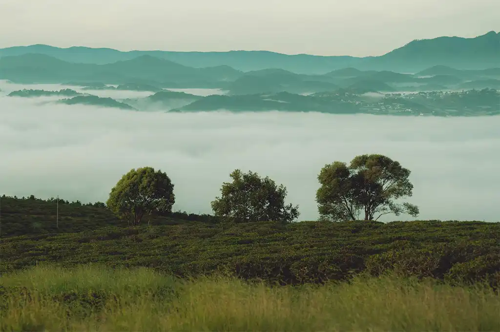 如何泡高山茶