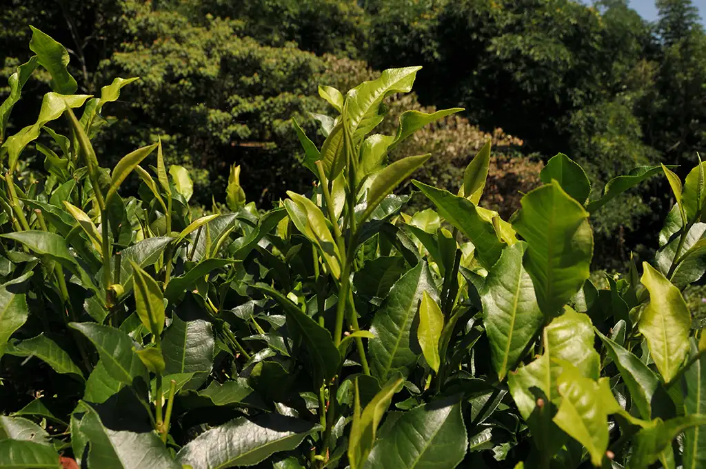 日月潭紅茶