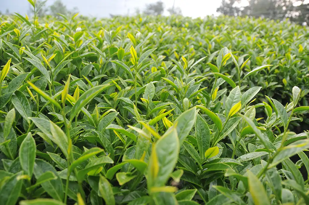 梨山烏龍茶價格