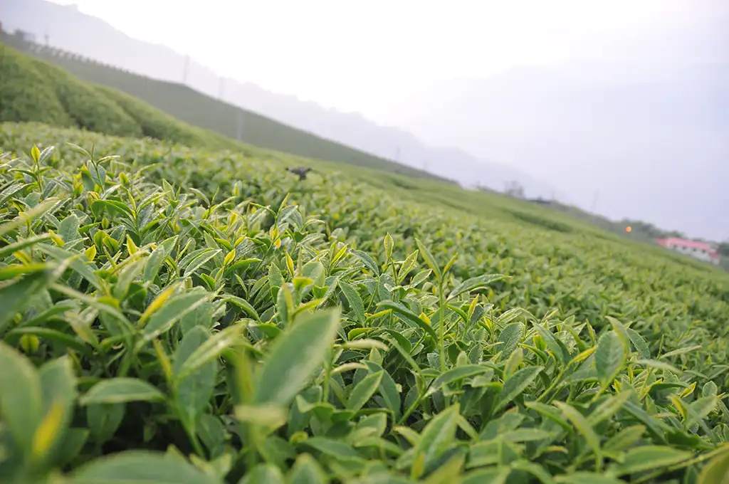 梨山烏龍茶價格