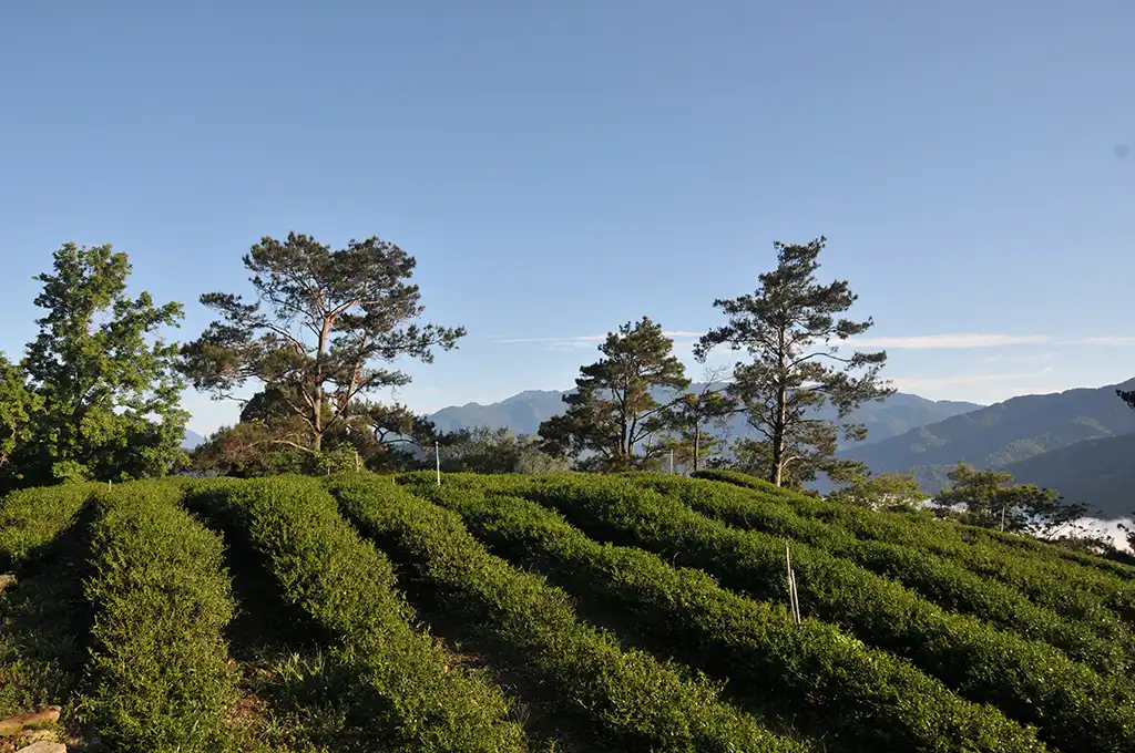 茶葉採收季節