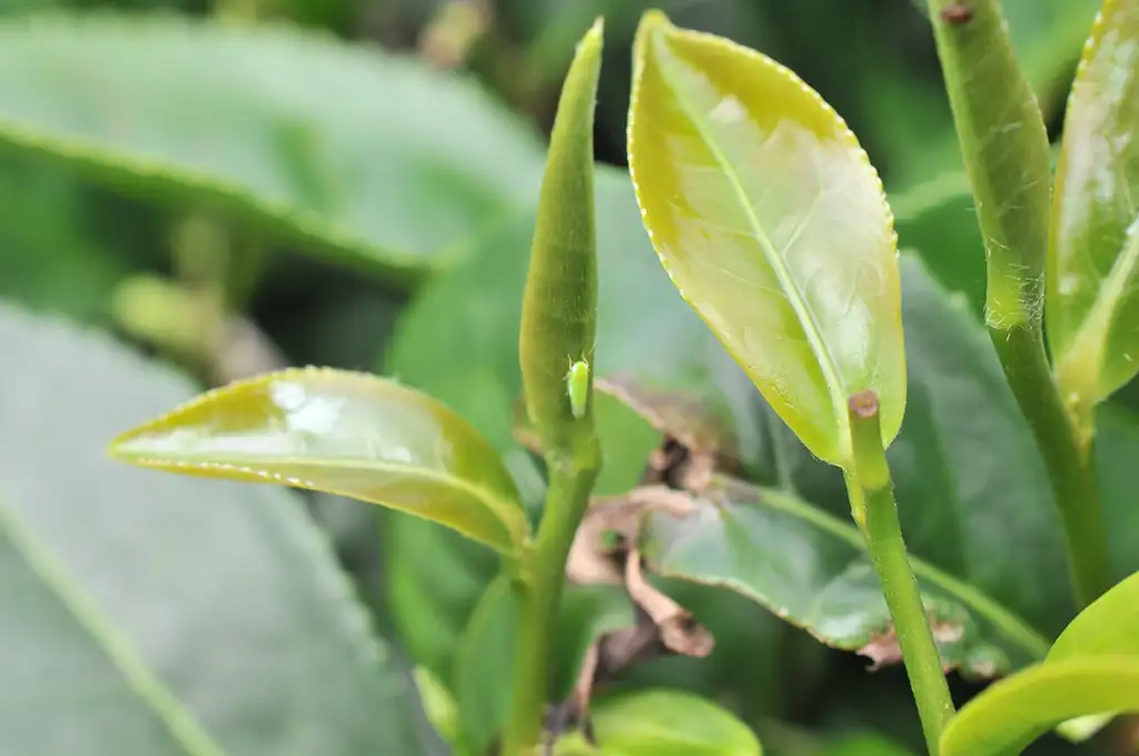 蜜香紅茶