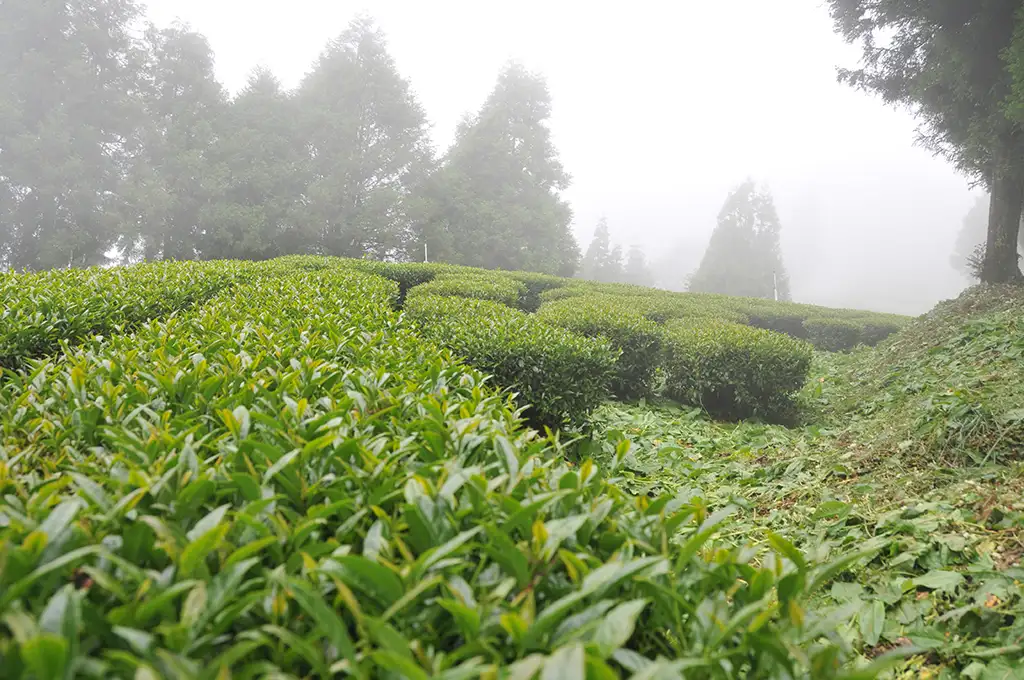 高山烏龍茶園