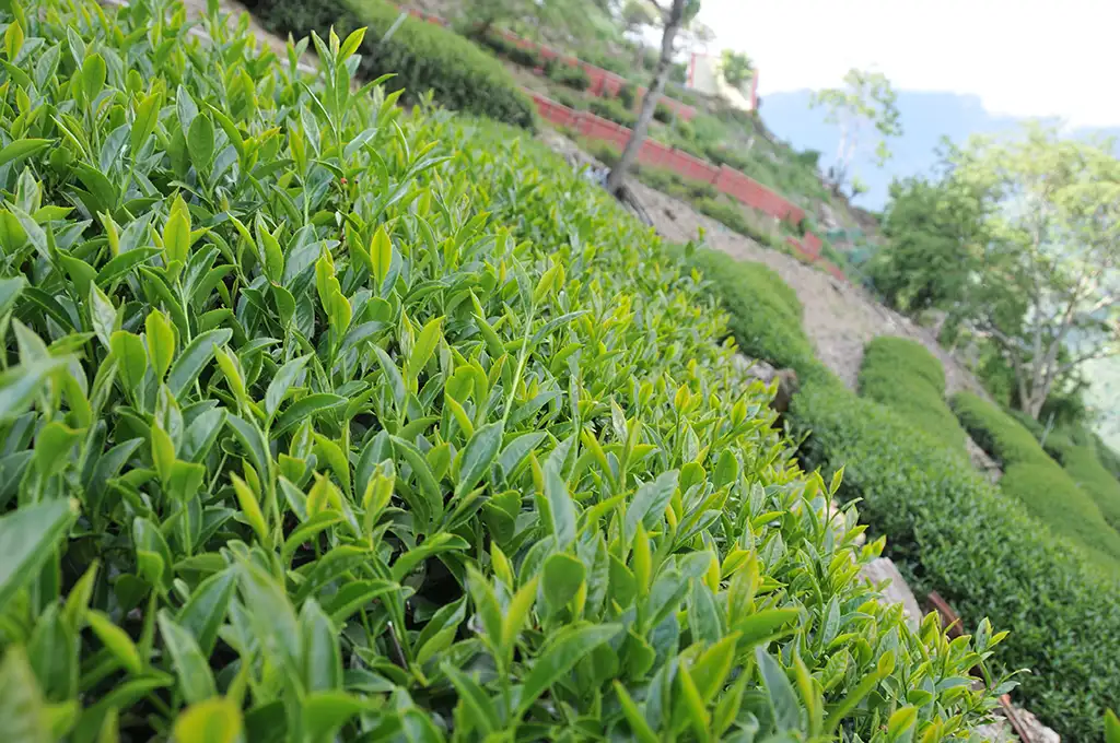 高山烏龍茶園