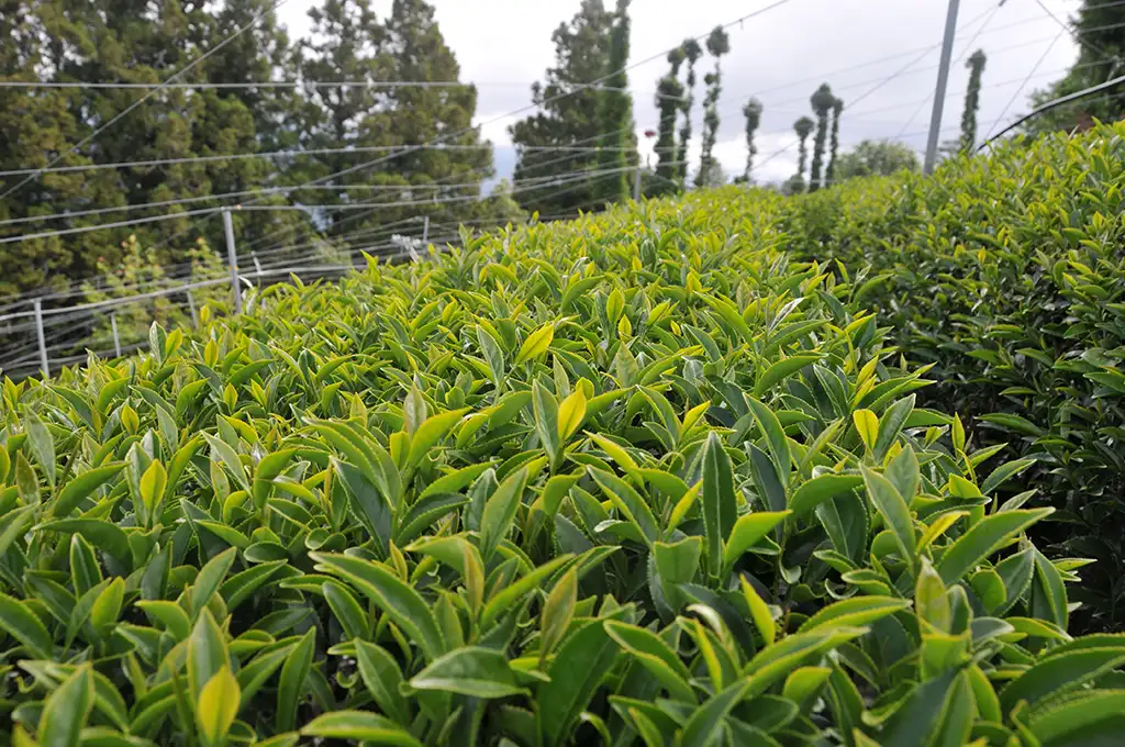 高山烏龍茶園