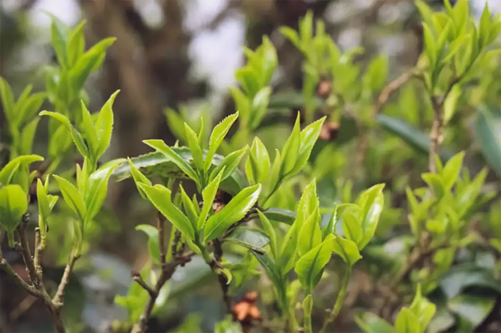 鳳凰單欉茶