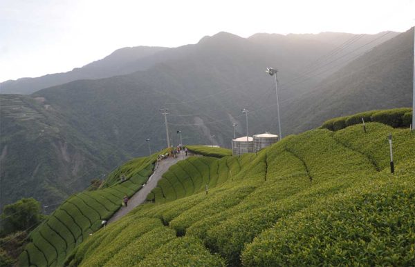 翠峰高冷茶，2021年冬茶：圖片 3