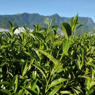 新佳陽梨山高冷茶