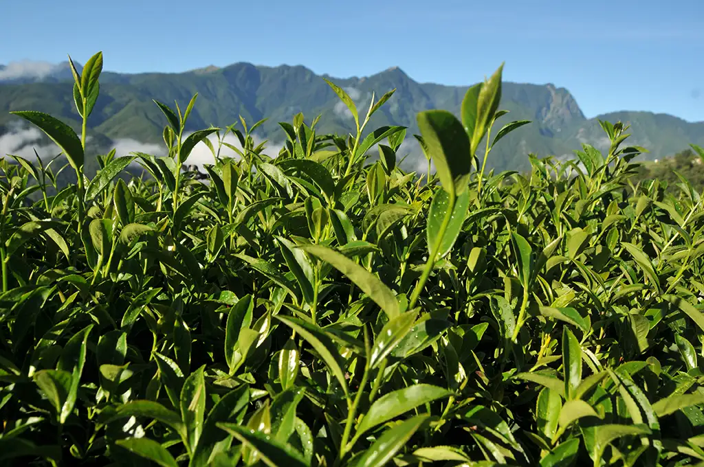 新佳陽梨山高冷茶