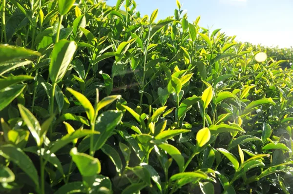 新佳陽梨山高冷茶