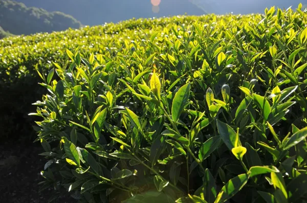 龍鳳峽高山茶