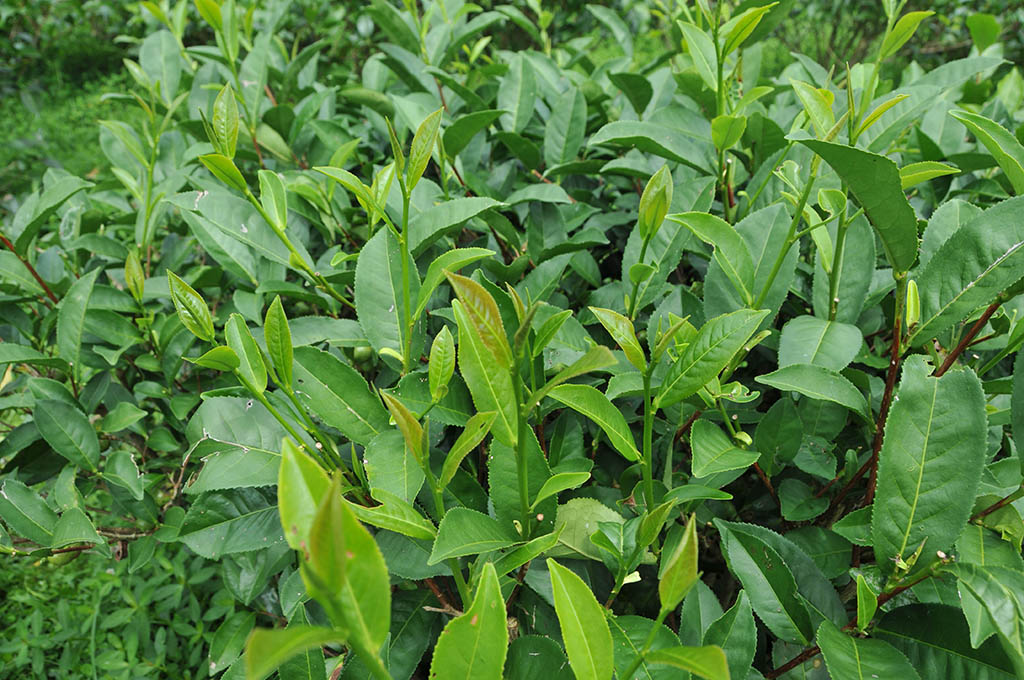 台灣原生山茶