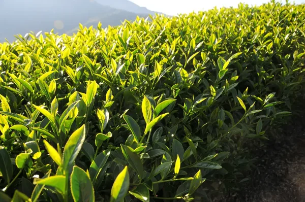 台湾の翠峰高山茶-150g(2024年春茶) - 画像 (2)