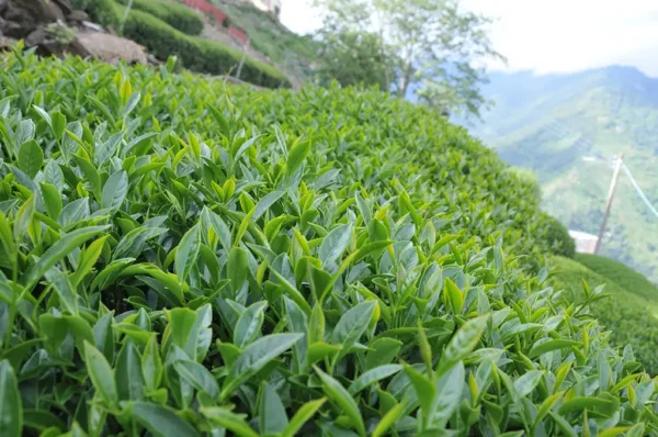 翠巒高山茶