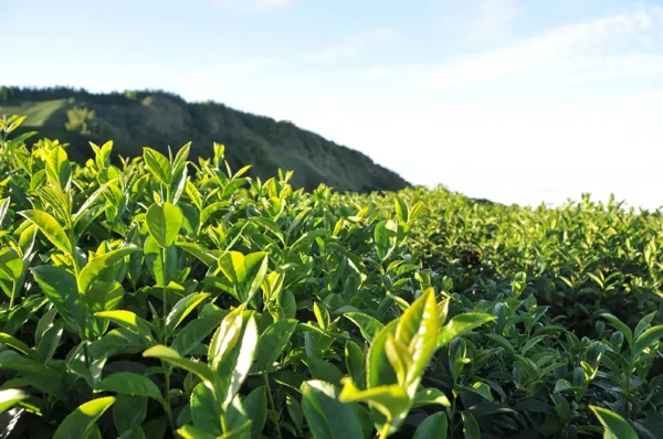 翠巒高冷茶