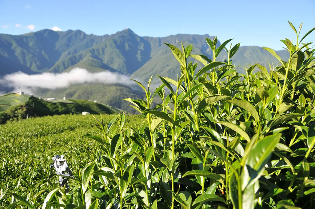 梨山茶