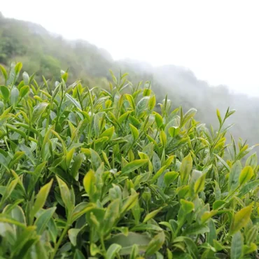 梨山吊橋頭高山茶