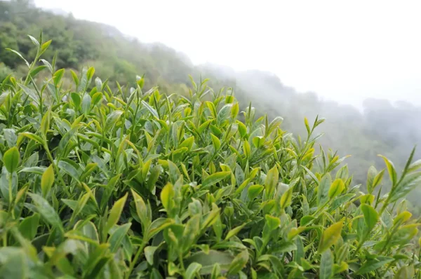 梨山吊橋頭高山茶