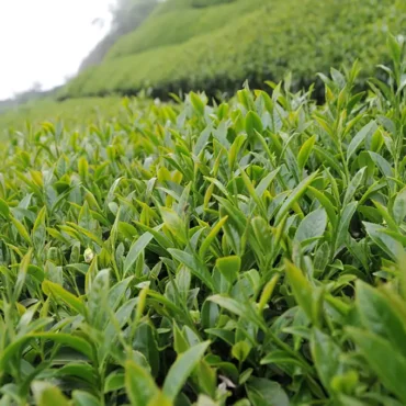 梨山吊橋頭高山茶