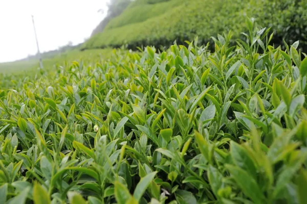 梨山吊橋頭高山茶