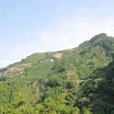 梨山吊橋頭高山茶