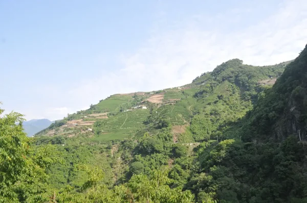 梨山吊橋頭高山茶