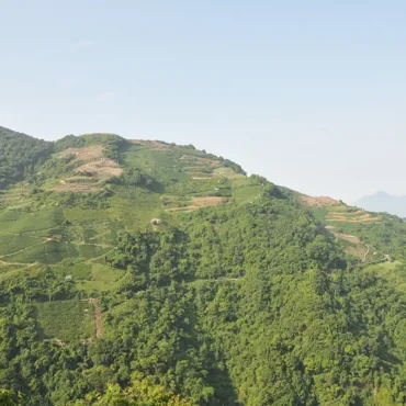 梨山吊橋頭高山茶