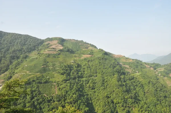 梨山吊橋頭高山茶