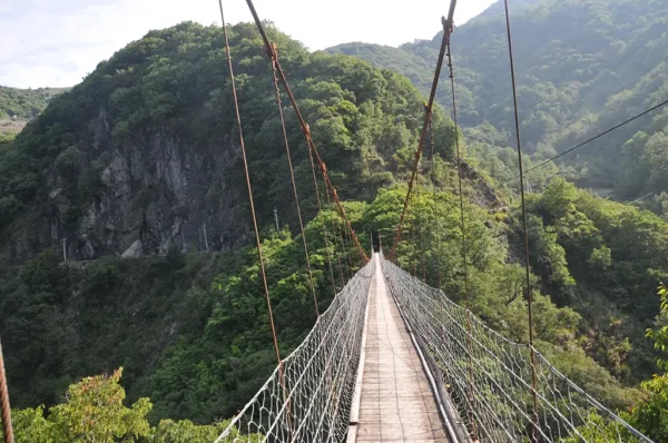 梨山吊橋頭高山茶