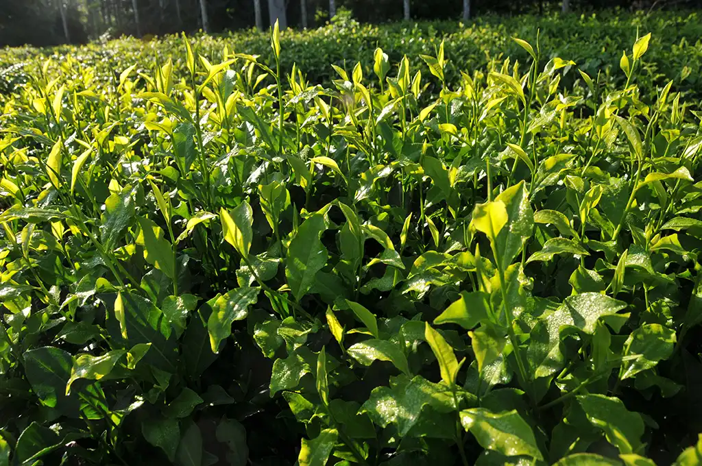 紅茶怎麼煮才好喝