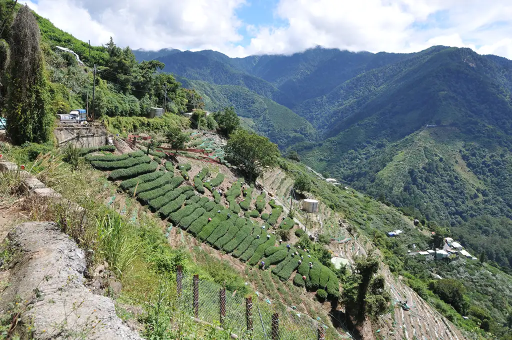 福壽梨山茶價格