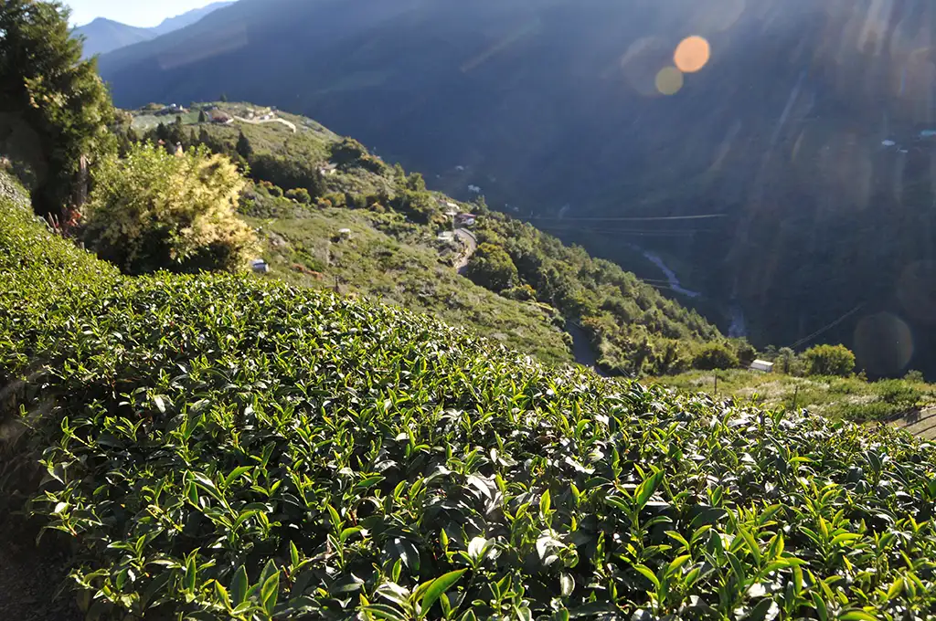 合歡溪茶葉