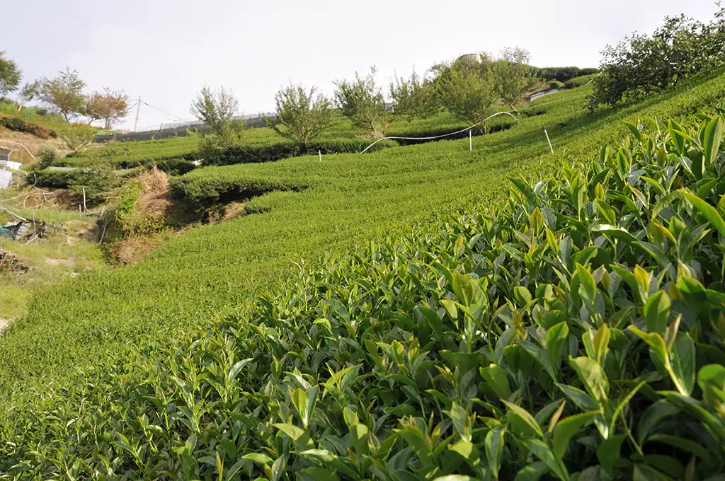 高冷茶是什麼茶